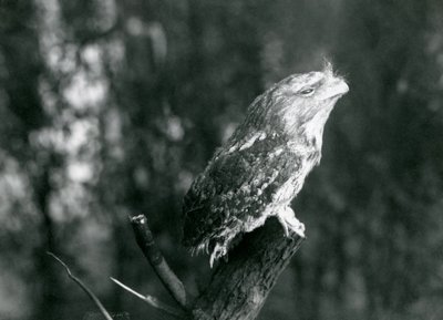 Het cryptische verenkleed en de rusthouding van een Tawny Frogmouth camoufleren het op een tak in de London Zoo, december 1921 door Frederick William Bond